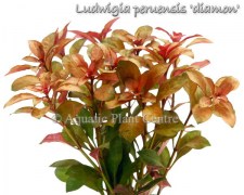 Ludwigia peruensis diamon